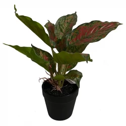 Kaladiumväxt, pink och gröna blad, 25cm, konstgjord växt