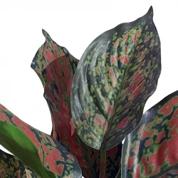 Kaladiumväxt, pink och gröna blad, 25cm, konstgjord växt