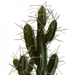 Stetsonia Kaktus, H 40cm, konstgjord växt