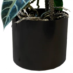 Alocasia växt i kruka, 75cm, Konstgjord växt