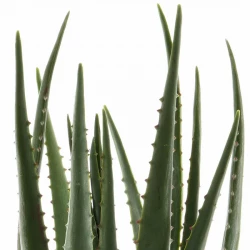 Aloe Vera-växt i kruka, 67cm, konstgjord växt
