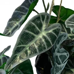 Alocasia hängande växt i kruka, 80cm, konstgjord växt