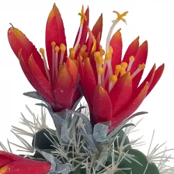 Kaktus med orange blommor i kruka, 36 cm, konstgjord växt