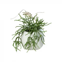 Häng suckulent, 25cm, keramikkruka med upphängning, konstgjord växt
