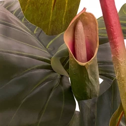 Colocasia i kruka, 175cm, konstgjord växt