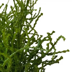 Cypress på stjälk, 18cm, konstgjord växt