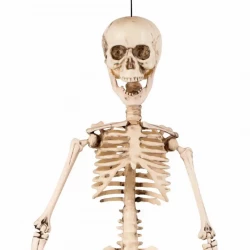 Skelett med rörliga leder och fästanordning.