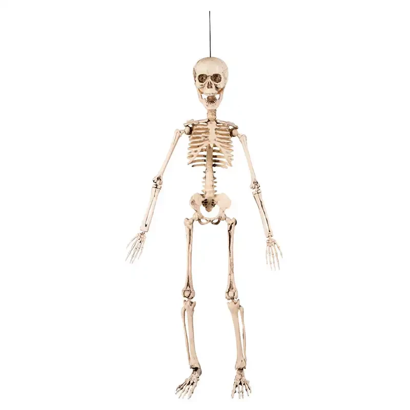 Skelett med rörliga leder och fästanordning.