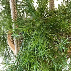 Hängande sparris i kruka, 75cm, konstgjord växt