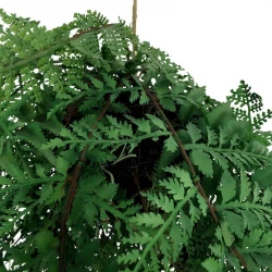 Ormbunke hänger m rötter, 35cm, konstgjord växt