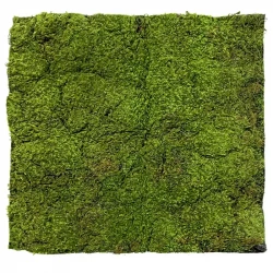 Mossplatta, Spagnum, 100 x 100 cm, konstgjord växt