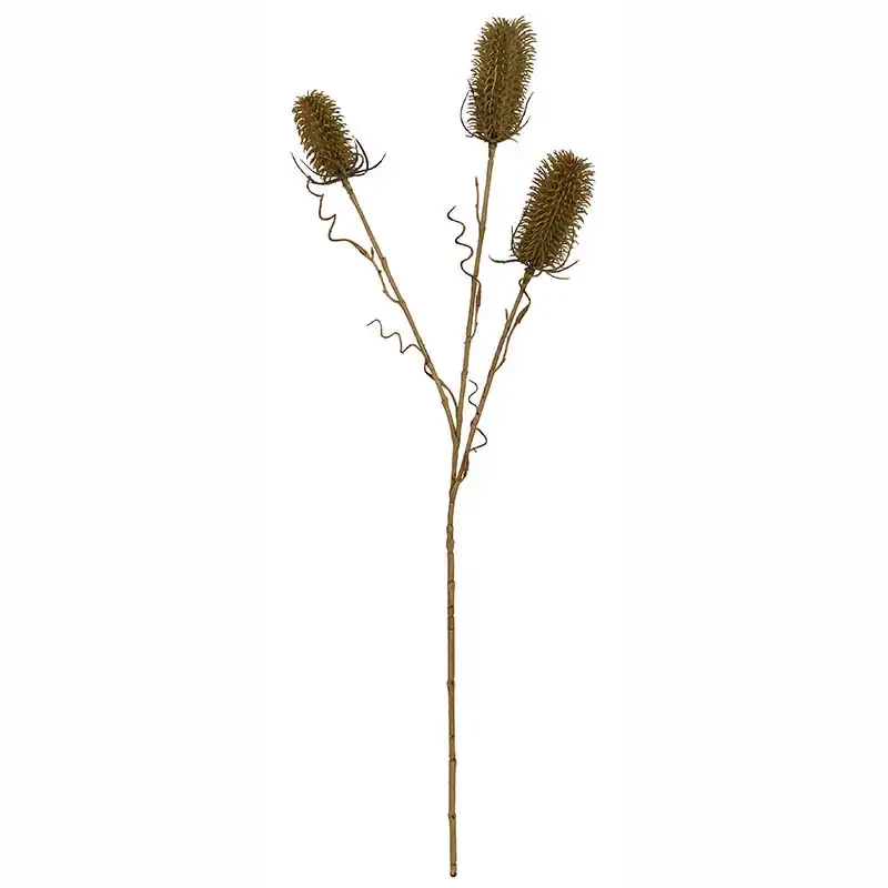 Vävarkarda, Dipsacus sativus, grön, 70cm, konstgjord planta