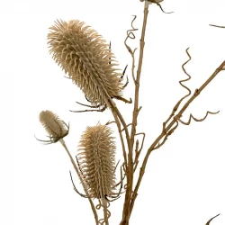 Vävarkarda, Dipsacus sativus, beige,105cm, konstgjord planta