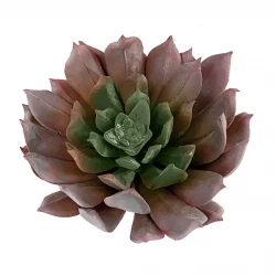 Suckulent på stjälk, Aeonium, 13cm, konstgjord suckulent