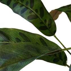 Calatheastjälkar, 11st, gröna, 45cm, konstgjord växt