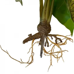 Vattenväxt med rötter, caladium, gron, 40cm, konstgjord växt