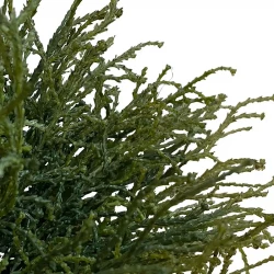 Cypress på stjälk, 20cm, konstgjord växt