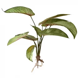 Vattenväxt med rötter, calathea, 40cm, konstgjord växt