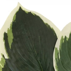 Hostablad, 2 st, grön och vit, konstgjorda blad