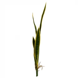 Svärmorstunga, 74 cm, Konstgjord Växt