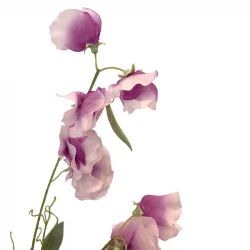 Luktärt, 70 cm lila/vit, konstgjord blomma