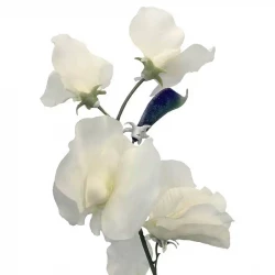Luktärt, 70 cm Vit, konstgjord blomma