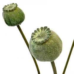 Vallmo på stjälk, grön, 59cm, konstgjord blomma