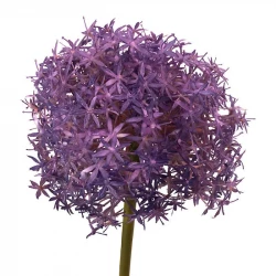 Prydnadslök, XL, 79 cm (Purple Sensation), Konstgjord blomma