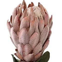 Protea, persika, 62cm, konstgjord blomma