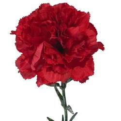 Nejlika på stjälk, 67cm, röd, konstgjord blomma