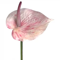 Flamingoblomma, ljusrosa, 45 cm, konstgjord blomma