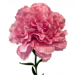Nejlika på stjälk, 67cm, pink, konstgjord blomma