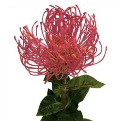 Protea-blomma, 74cm Orange/Röd, Konstgjord blomma
