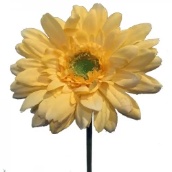 Gerbera på stjälk, 48 cm Gul, konstgjord blomma