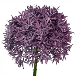 Prydnadslök, 62cm, allium, konstgjord blomma
