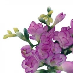 Freesia, 6 stjälkar med lila blomma, 46cm, konstgjord blomma