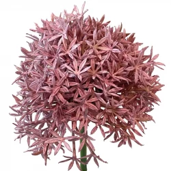 Prydnadslök, 62cm, rosa allium, konstgjord blomma