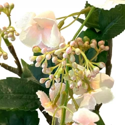 Klätterhortensia, rosa, 120cm