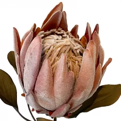 Protea, XL, persika, 62cm, konstgjord blomma