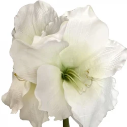 Amaryllis, vit, 99 cm, konstgjord blomma