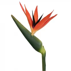 Papegojblomma/Paradisfågelblomma, 95 cm, konstgjord blomma