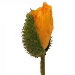 Vallmo, H:70 cm, sluten knopp, konstgjord blomma