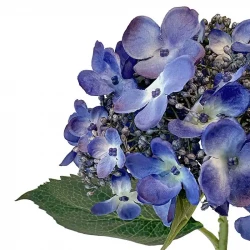 Hortensia, mörkblå, 50cm, konstgjord blomma