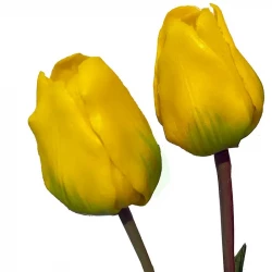 Tulpanbukett, 47 cm med 7 blommor Gul, konstgjord blomma