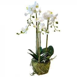 Orkide i mosskruka, 80cm, konstgjord blomma