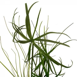 Konstgjort papyrusgräs på stjälk, 120 cm, konstjort gräs