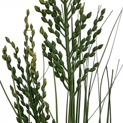 Grässtrå med 3 huvuden, 80 cm, konstgräs