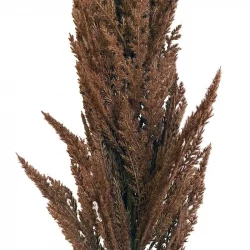 Pampasgräs stjälk, brun, 115cm