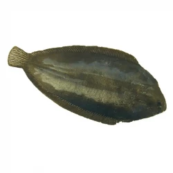 Fisk (Sjötunga/Rödspätta), konstgjort djur