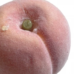 Persika, 7,5 cm, konstgjord frukt